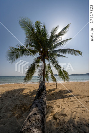 iconic palm on Koh Mak beach Thailand 17217822