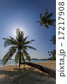 iconic palm on Koh Mak beach Thailand 17217908