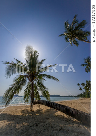 iconic palm on Koh Mak beach Thailand 17217908