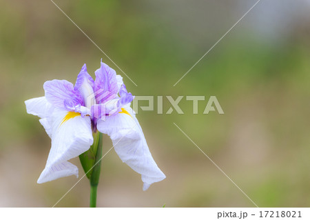 しっとりとした美しさの花菖蒲 17218021
