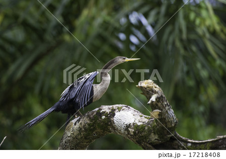 Darter or snakebird, anhinga in Costa Rica 17218408