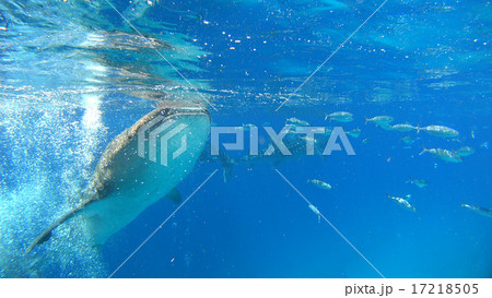 ジンベイザメ　海　自然　野生　水中写真 17218505