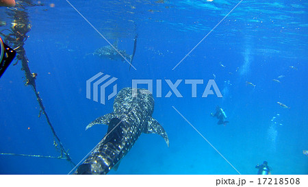 ジンベイザメ 海 自然 野生 水中写真 ジンベイザメ 海 自然 野生 水中写真 17218508