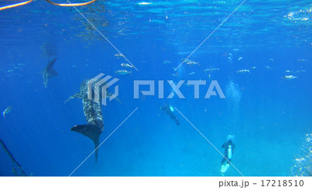 ジンベイザメ　海　自然　野生　水中写真 17218510