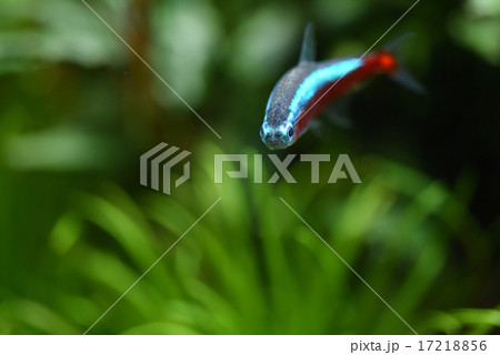 カージナルテトラ 17218856