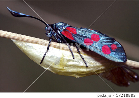 born  wild    Zygaenidae 17218985