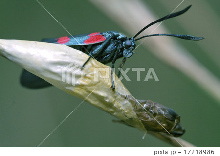 born of  Zygaenidae 17218986