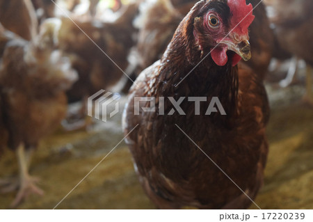 鶏のボリスブラウン 17220239