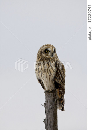 Perched Short-eared Owl, Asio flammeus,at twilight 17220742