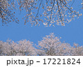 桜満開 17221824