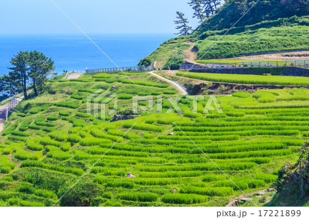 白米の千枚田 17221899