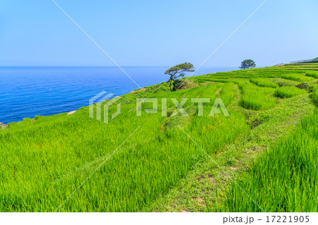 白米の千枚田 17221905