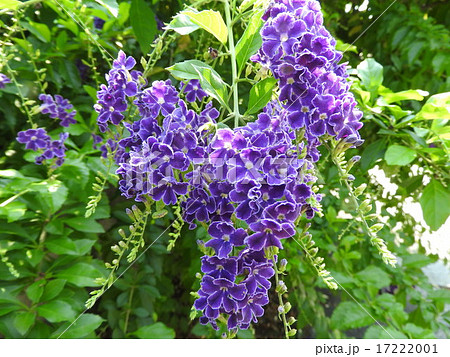 あなたを見守るが花言葉 濃い紫色で目にも涼しげな色が 爽やかなデュランタの花 の写真素材