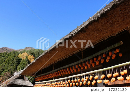 茅葺き屋根の干し柿 茅葺き屋根の干し柿 17222129