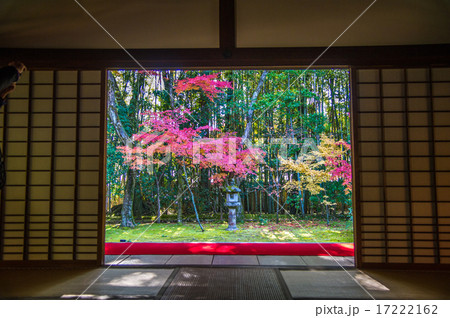 京都大徳寺　高桐院　室内から紅葉を眺める 17222162