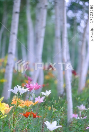 高原のひと時 17222266