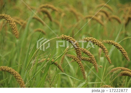 自然 植物 アワ、八月下旬、頭を垂れ始めたアワの穂 自然 植物 アワ、八月下旬、頭を垂れ始めたアワの穂 17222877