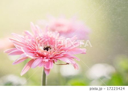 pink flower of gerbera pink flower of gerbera 17223424