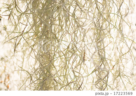 flowers of herbage background 17223569