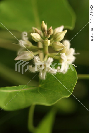 自然 植物 ガガイモ、花が白いタイプです。紫色の花とは違った美しさがあります 自然 植物 ガガイモ、花が白いタイプです。紫色の花とは違った美しさがあります 17223638