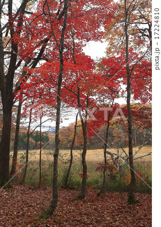 紅葉の矢ノ原湿原 紅葉の矢ノ原湿原 17224810