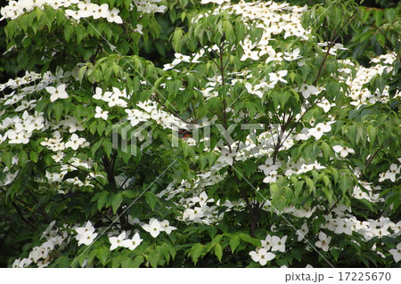 ヤマボウシ ヤマボウシ 17225670