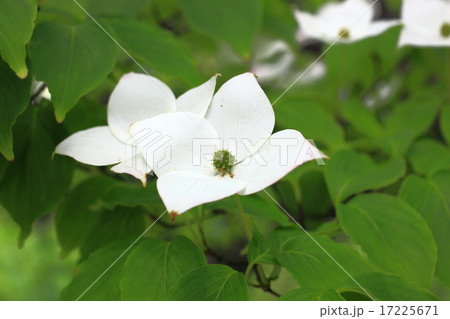 ヤマボウシ ヤマボウシ 17225671