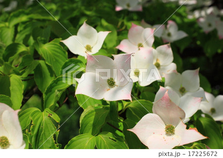 ヤマボウシ ヤマボウシ 17225672