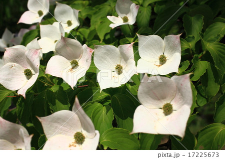 ヤマボウシ ヤマボウシ 17225673