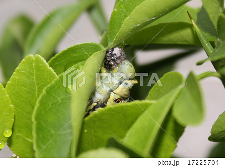 脱皮した皮を食べるアゲハ蝶の幼虫の写真素材