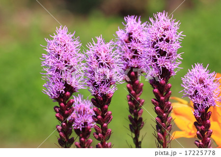 リアトリス 17225778