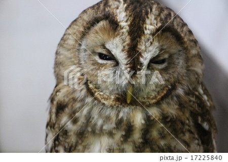 モリフクロウ モリフクロウ 17225840