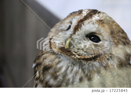 モリフクロウ 17225845