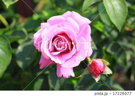 薔薇 薔薇 17226077
