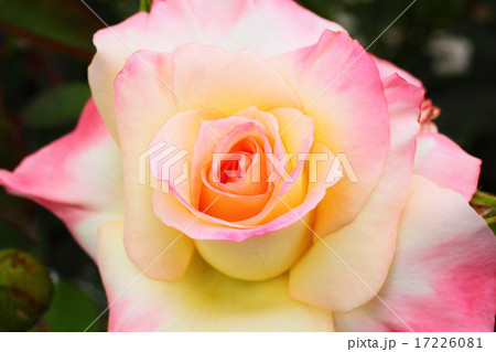 薔薇 薔薇 17226081