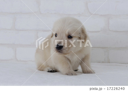 少し横を向くゴールデンレトリーバーの仔犬 17226240