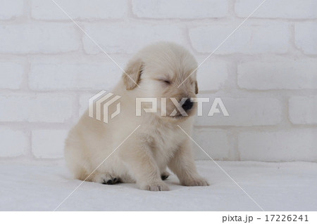 目をつむるゴールデンレトリーバーの仔犬 17226241
