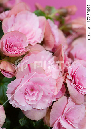 ベゴニアの花 ベゴニアの花 17226847