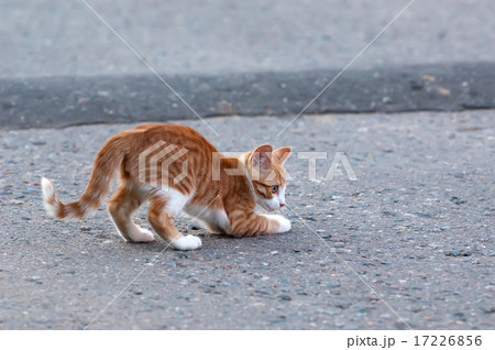 Little kitten play 17226856