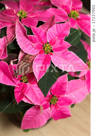 ピンク色のポインセチアの写真素材