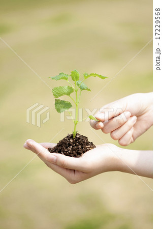 Sprout_005 Sprout_005 17229568