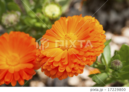 Wild Flower II_046 Wild Flower II_046 17229800