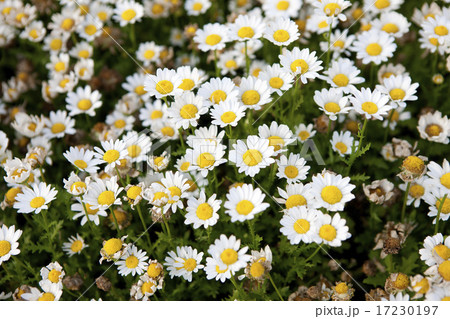 flower world_176 flower world_176 17230197