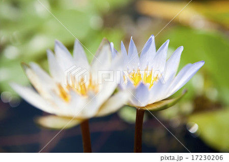 flower world_194 flower world_194 17230206