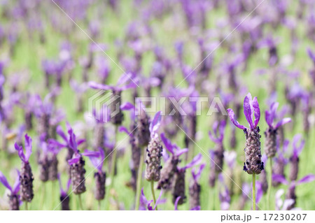 flower world_198 flower world_198 17230207