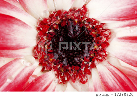 flower world_118 17230226