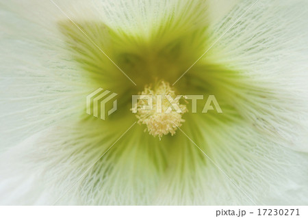 flower world_155 17230271