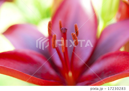 flower world_215 flower world_215 17230283
