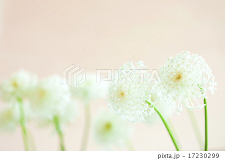 flower world_127 17230299