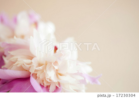 flower world_129 flower world_129 17230304